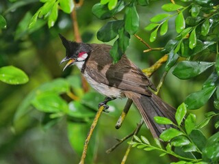 Red Whiskered Bulbul bird perching on tree branch 
