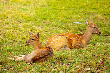 Beautiful sika deer in the autumn forest against the background of colorful foliage of trees. Fairy forest autumn landscape with wild animals.