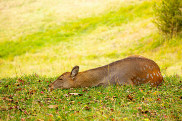 Beautiful sika deer in the autumn forest against the background of colorful foliage of trees. Fairy forest autumn landscape with wild animals.