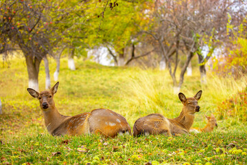 Beautiful sika deer in the autumn forest against the background of colorful foliage of trees. Fairy forest autumn landscape with wild animals.