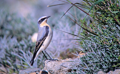Northern Wheatear or Wheatear - Oenanthe oenanthe, Crete