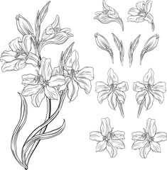 Beautiful graphic wildflowers. Floral graphic composition5