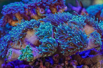 Coral in a aquarium
