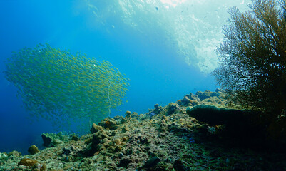 Fototapeta na wymiar Underwater photo of schools of fish in a beautiful scenery with rays of light