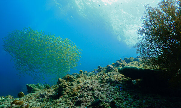 Underwater photo of schools of fish in a beautiful scenery with rays of light