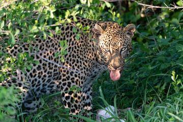 Fototapeta na wymiar close up of leopard sticking its tongue outgne out
