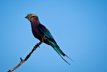 lilac breasted roller