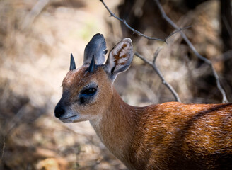 Sharpes Grysbok