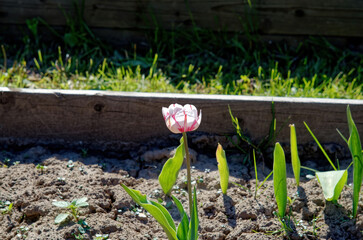 red and white lonely tulip on a bed