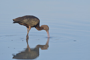 Glossy Ibis - Plegadis falcinellus, Greece