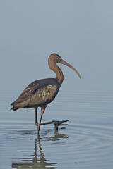 Glossy Ibis - Plegadis falcinellus, Greece