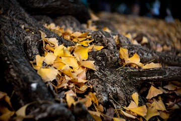 都会の公園の木の根っこに枯葉が落ちて積もっている自然風景に季節を感じる