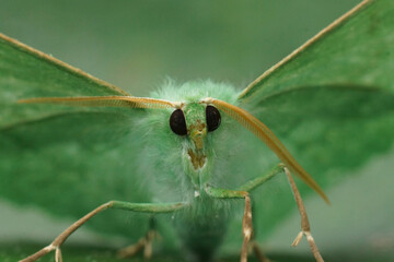Soft frontal closeup on the Emerald geometer moth, Geometra papilionaria sitting with open wings