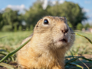 A gopher is looking at camera in a grassy meadow. Close-up.