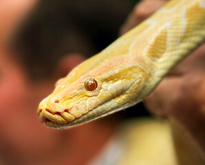 Yellow tropical boa close-up in the hands of a tourist.