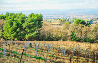 Fototapeta na wymiar front view, medium distance of a winery's dormiente grapevines, on a clear, chilly, winter day