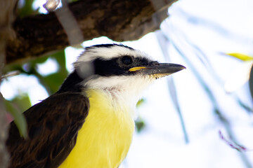 yellow billed hornbill