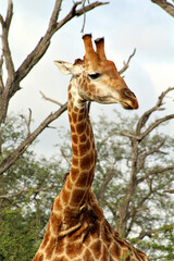 A giraffe stands on a savannah in a game park in South Africa.