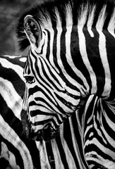 Obraz na płótnie Canvas Patterns of Zebra