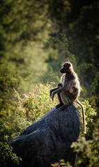 Mother and a baby baboon