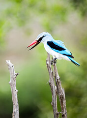 Woodlands Kingfisher