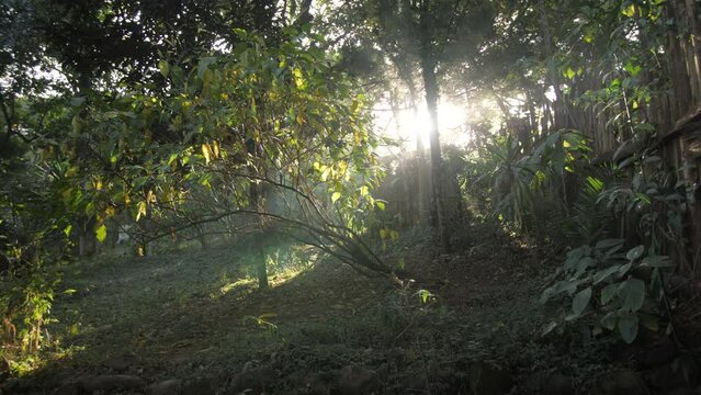 Sunlight illuminates the forest with a coffee tree in the middle, in Ethiopia