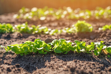 Young lettuce and spinach leaves in the garden hardly grow at sunset . Planting vegetation and greenery in greenhouses. Growing plants on farmland