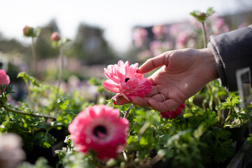 ピンク色の花に触る女性の手