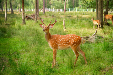 Spotted young male deer in the aviary of the reserve. Protection of the environment and its inhabitants. Wild herbivorous horned animals in captivity