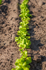 Young lettuce leaves in the garden make their way out of the soil. Planting vegetation and greenery in greenhouses. Growing plants on a farm