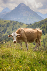 Fototapeta na wymiar Brown Cow on Meadow in Austria. Bos Taurus in Alpine Nature with Mountains in Flachau during Summer Day.