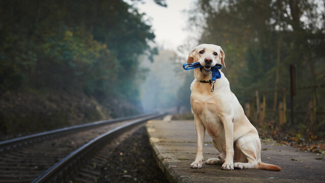 Lonely dog waiting on railroad platform. Cute labrador retriever holding leash in mouth..