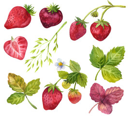 Watercolor set of red juicy strawberries with leaves and flowes. For postcards, greetings, cards, logo. Summer sweet and bright fruits and berries. Hand drawn food illustration. Fruit print.