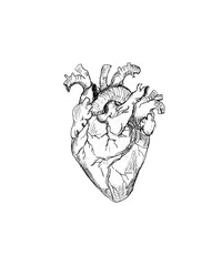 Human body parts organs hand drawn vintage style watercolor clipart isolated on white background
