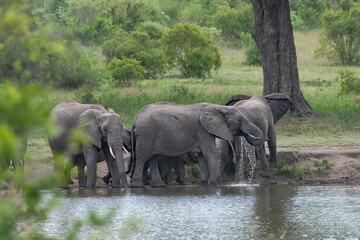 Fototapeta premium African elephants in the water