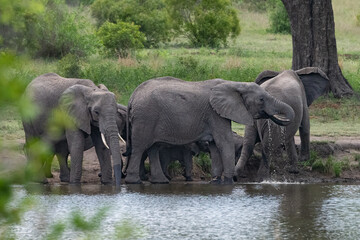 family grouping of African elephants in the water