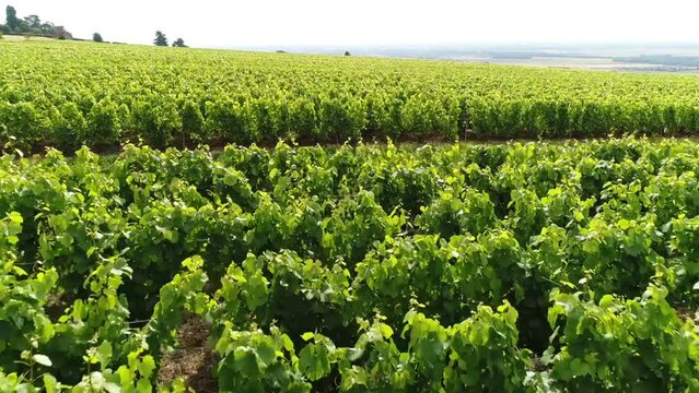 Vue a&eacute;rienne vignobles, vignes - Seine et Marne - France