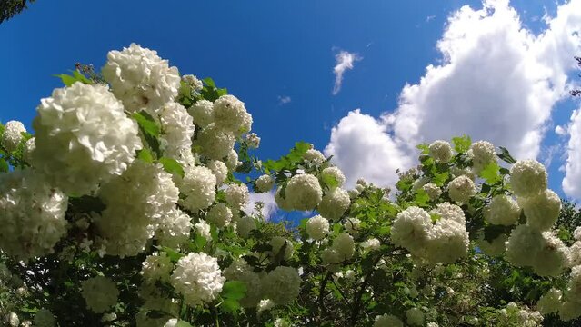 Summer flowering viburnum guilder rose white blossoms and clouds motion, time lapse