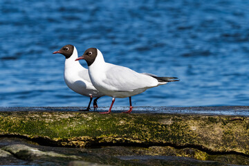 black headed gull