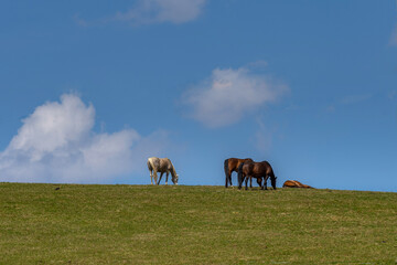 horses on the meadow