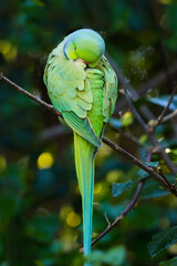 Rose-ringed parakeet (Psittacula krameri) sleeping on a tree