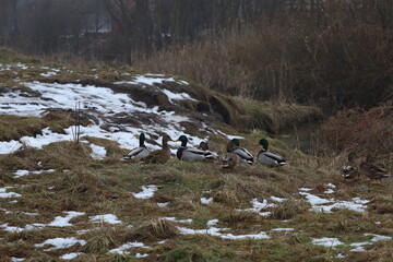 Ducks on the shore, winter atmosphere