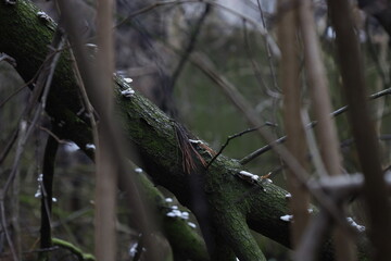 Autumn pine forest atmosphere 
