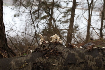Fungi in the autumn forest