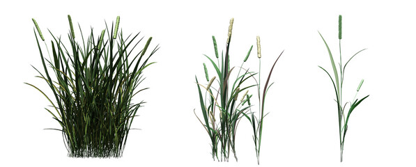 Obraz premium wild field grass with a shadow under it, isolated on white background, 3D illustration, cg render