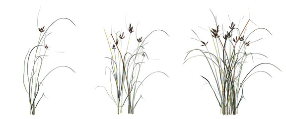 wild field grass with a shadow under it, isolated on white background, 3D illustration, cg render