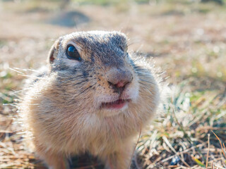 A gopher is looking at camer in a grassy meadow. Close-up.