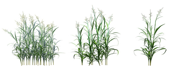 wild field grass, isolated on a transparent background, 3D illustration, cg render