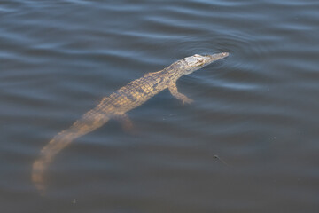 crocodile floating in the water