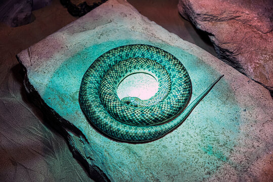 snake has curled up in circle and is lying and sleeping on a stone